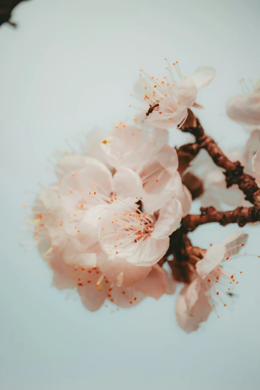 a close up of a cherry blossom on a nch