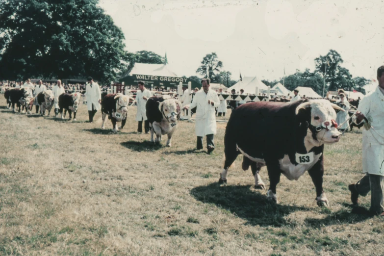 an old po shows people at a rodeo with livestock