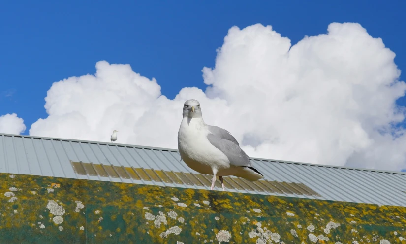 a seagull is on top of a roof near the clouds