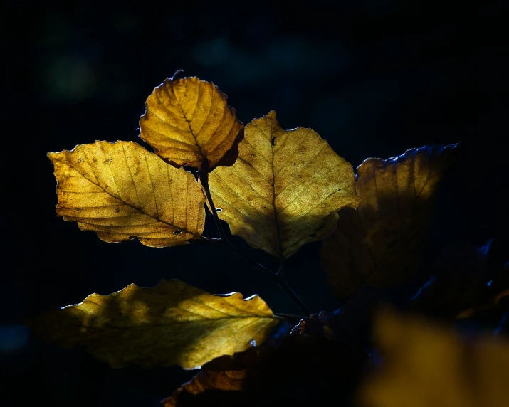 a couple of yellow leaves are shown in the dark