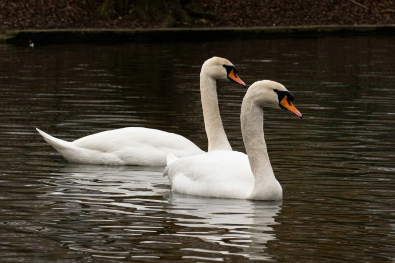 two birds swimming in a body of water