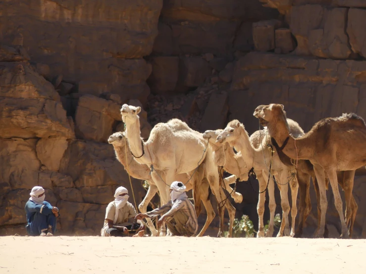 camels are lined up and standing beside people on the side of a cliff