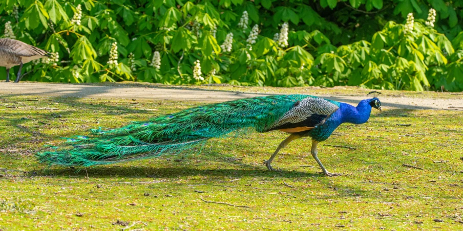 a peacock in the grass with another bird walking past