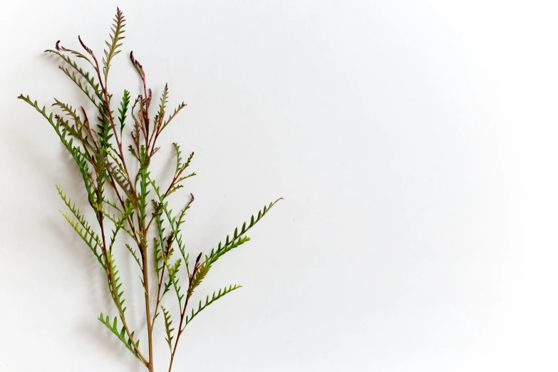 a close up view of some leaves on a white background