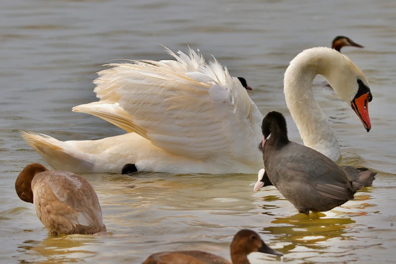 swans are swimming in a pond with one swimming