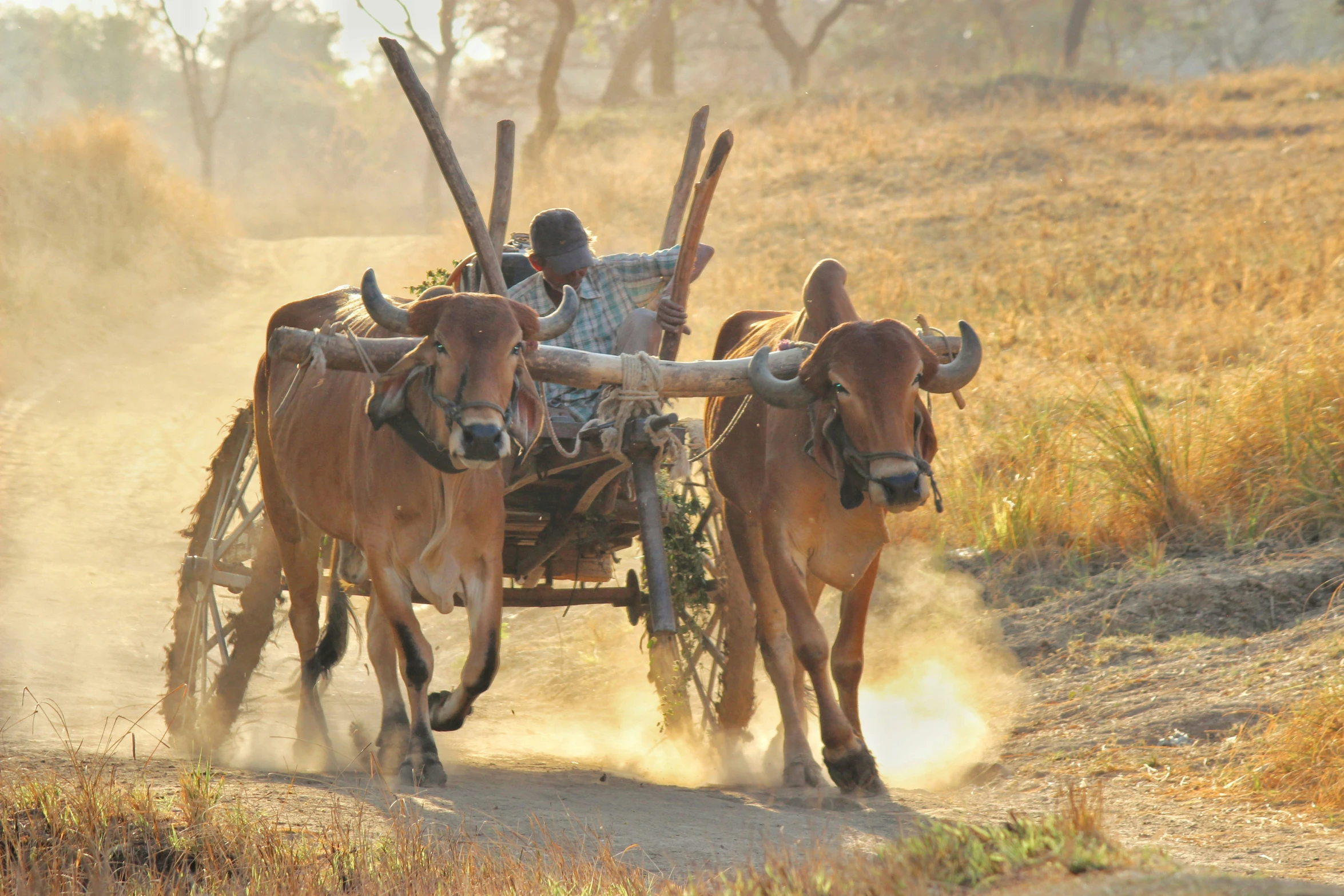 three brown cows pulling a cart filled with lumber