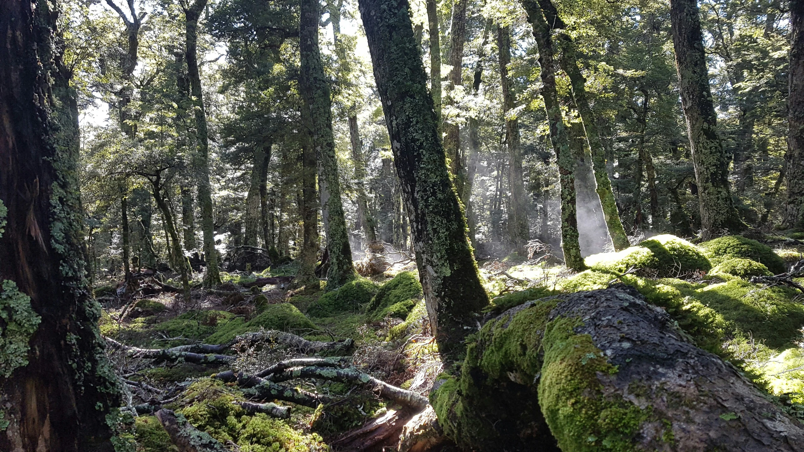 trees and moss growing in the forest