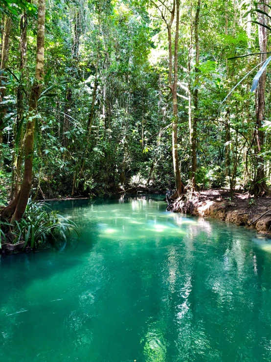 a river in the middle of jungles with green vegetation