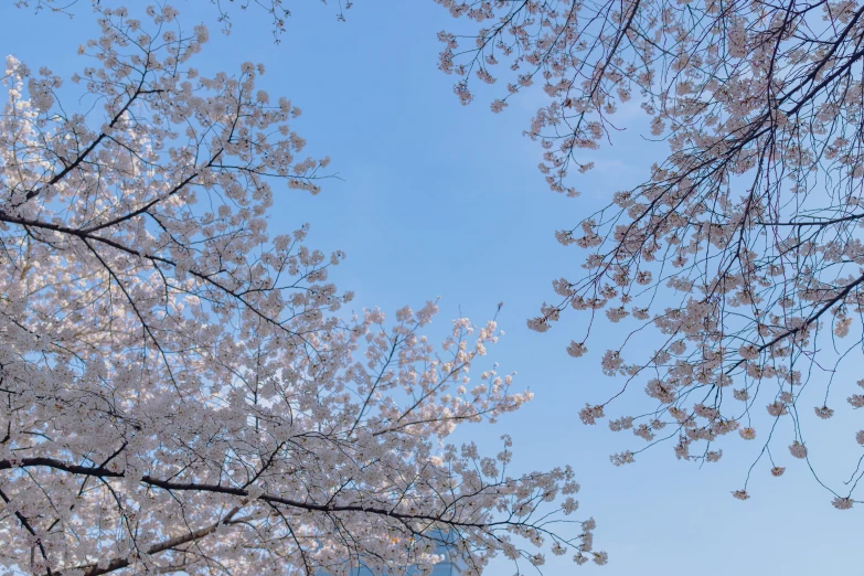 two people riding bikes near blossoming cherry trees