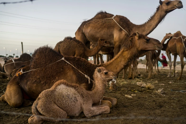 a herd of camels sits next to each other