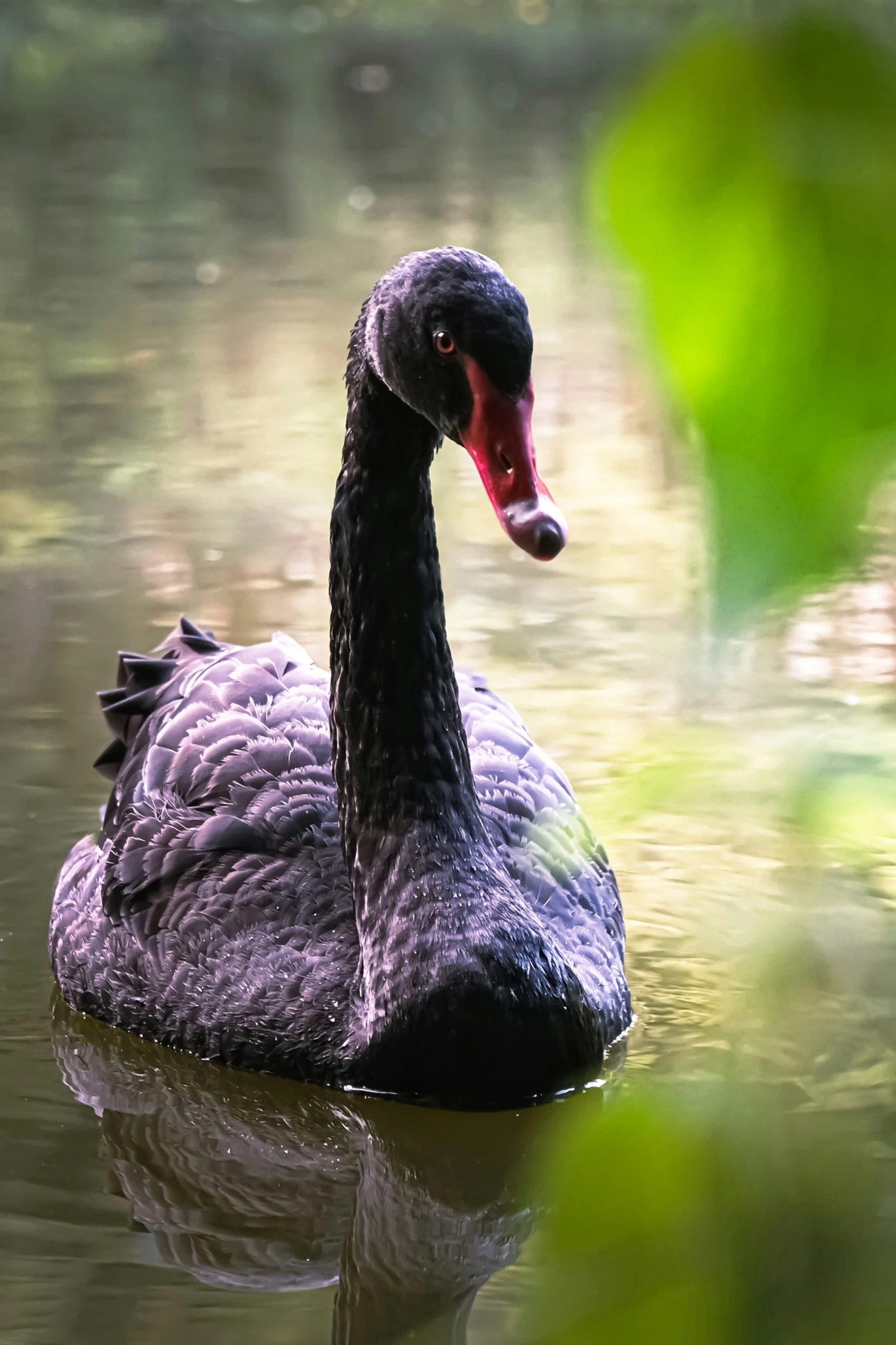 a black swan with its mouth open swimming in water