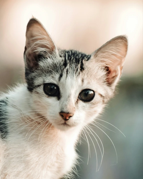 a kitten sitting down with black eyes and whiskers