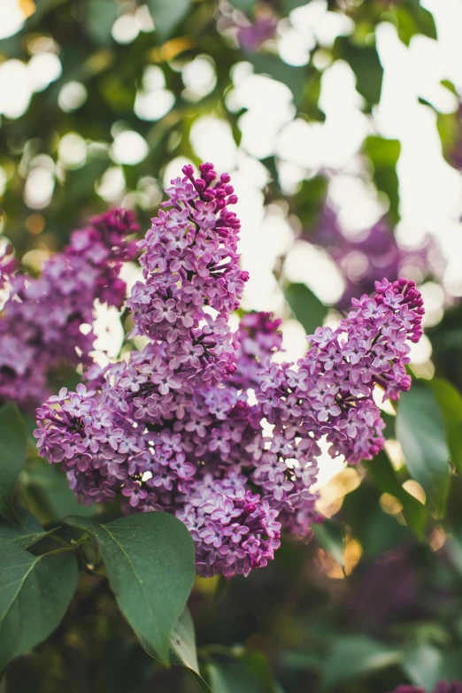 the lilacs are full of many color to be seen in