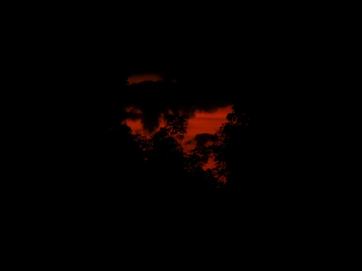 a dark background with red light shining on trees