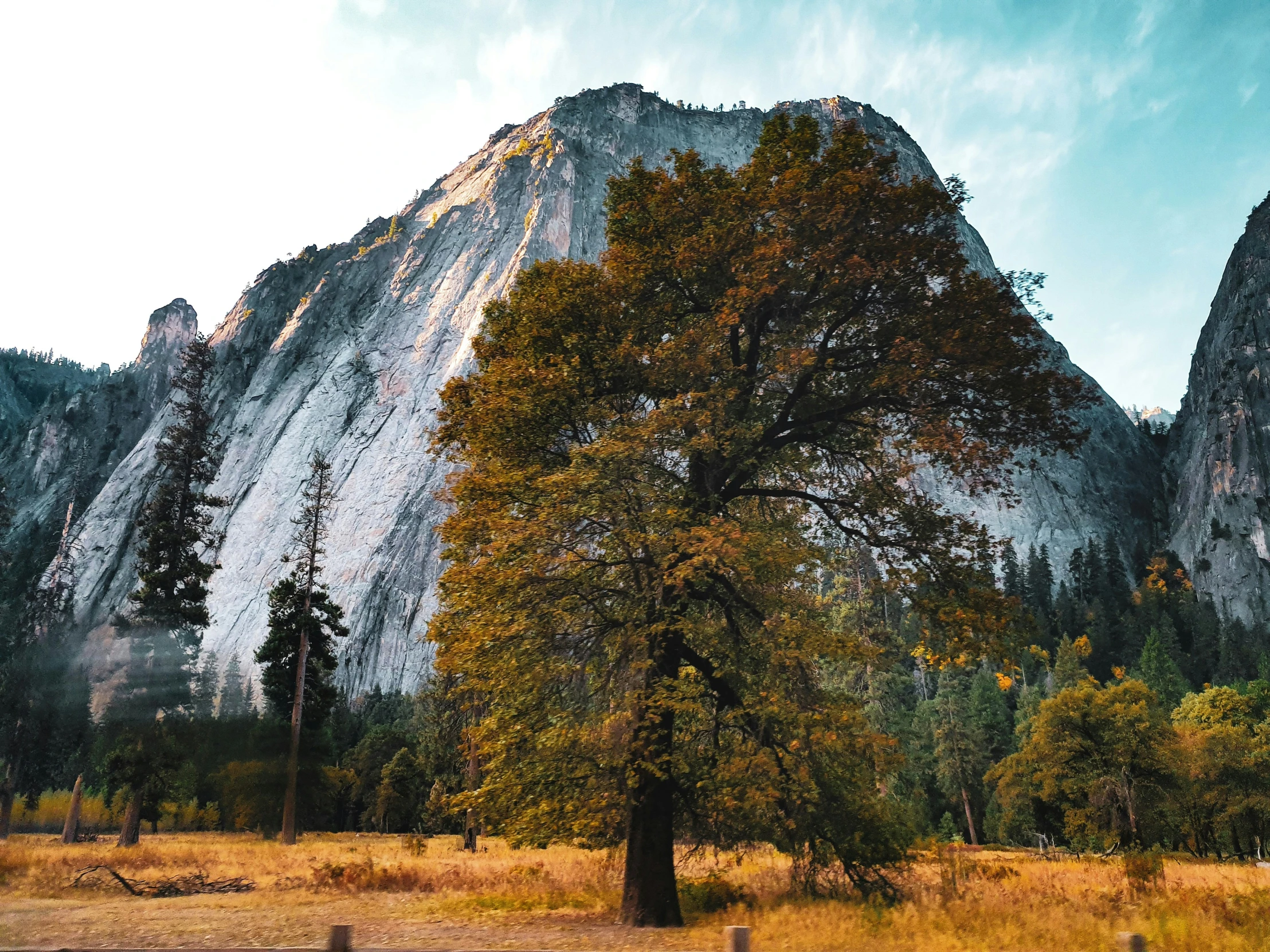 a big tree that is standing in front of some mountains