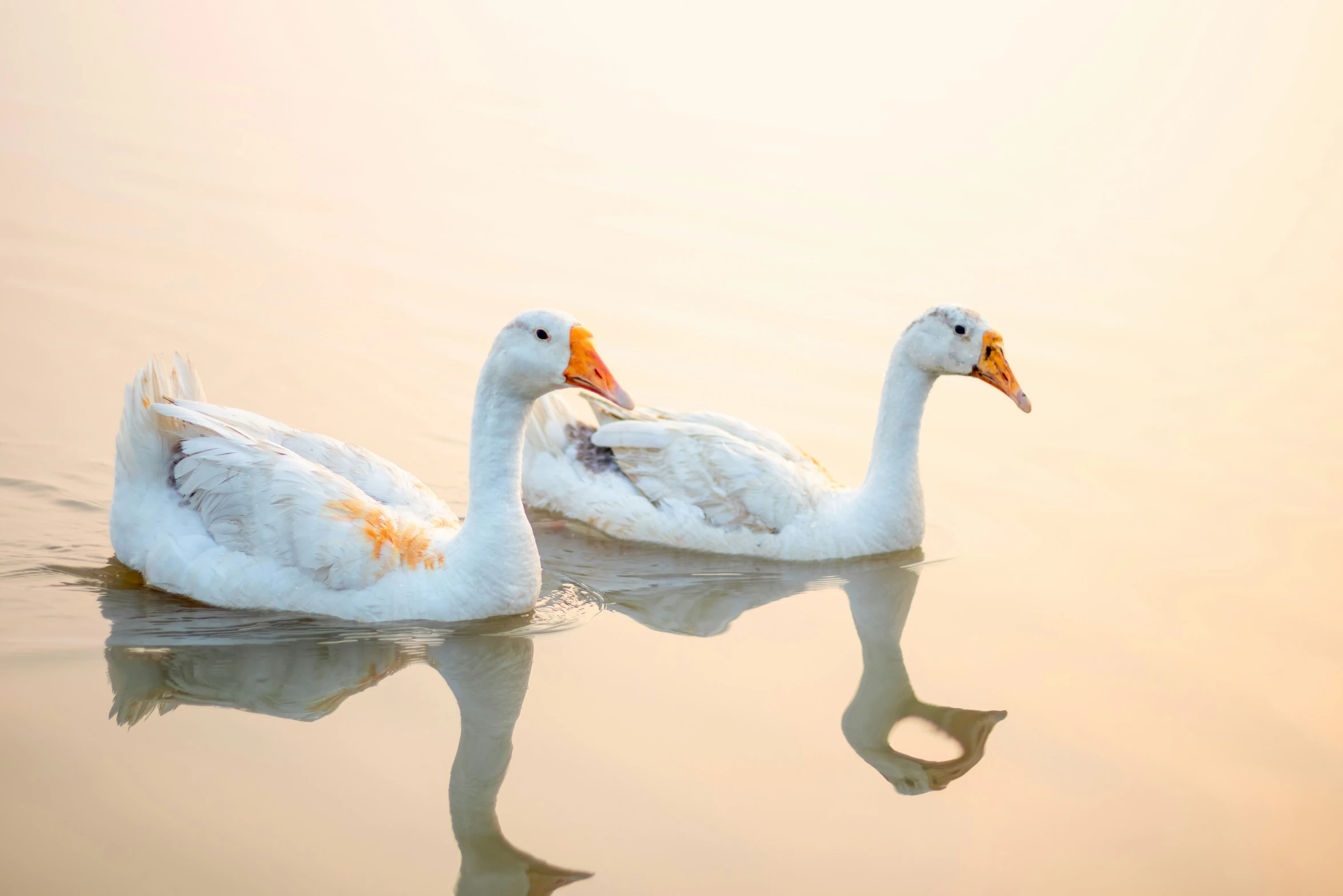 two ducks with orange beaks sitting in the water