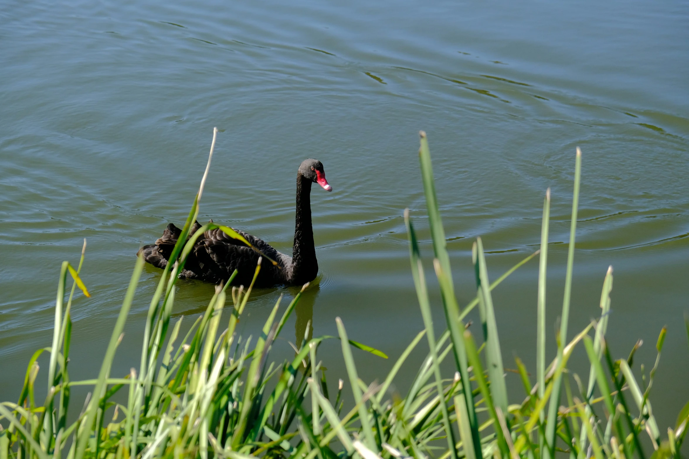 the black swan is swimming in the lake near grass