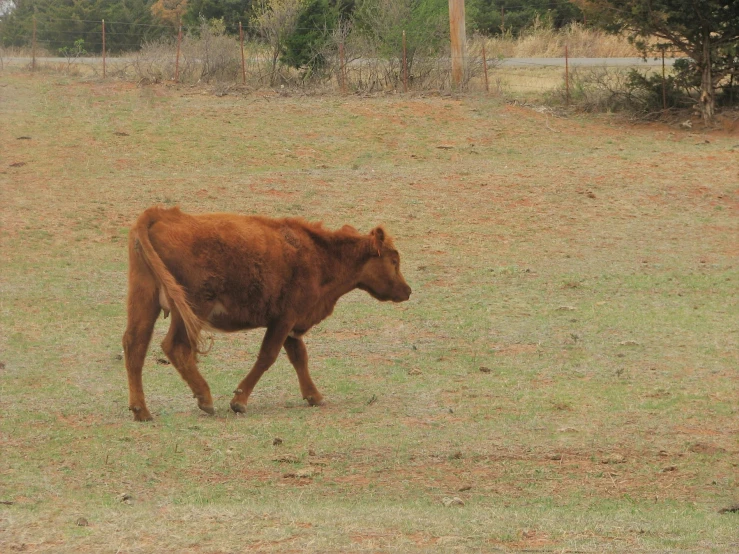 a cow is walking in the grass outside