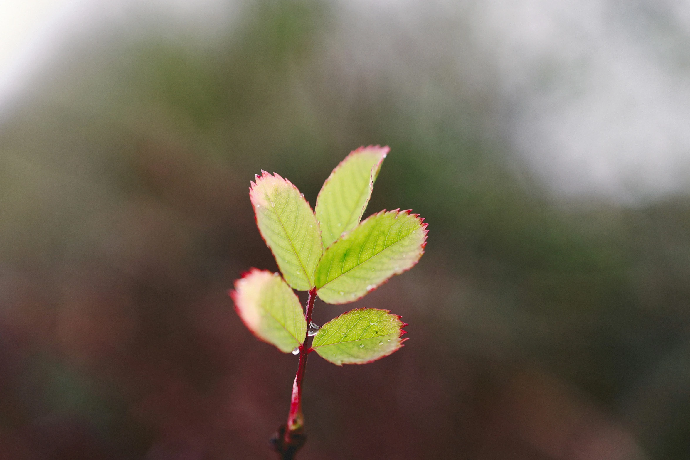 a single leaf is displayed on top of another