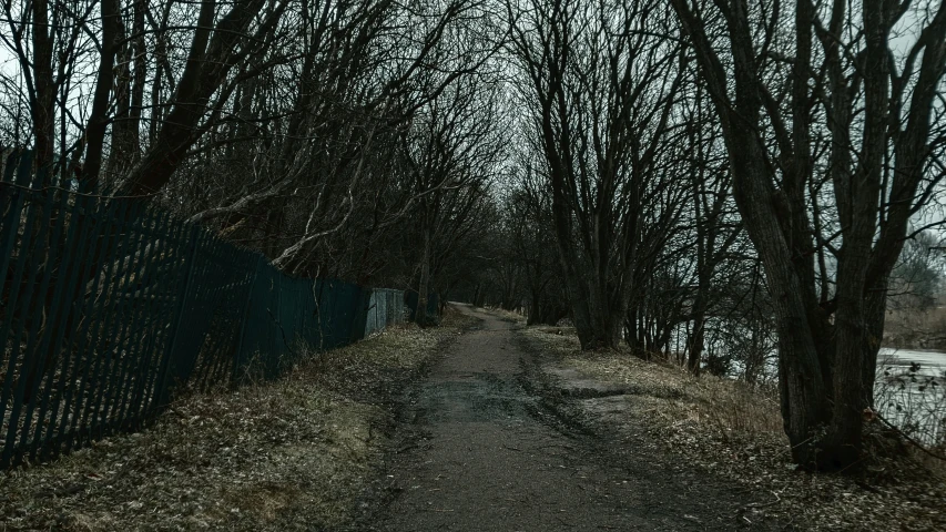 a path between the trees and a fence