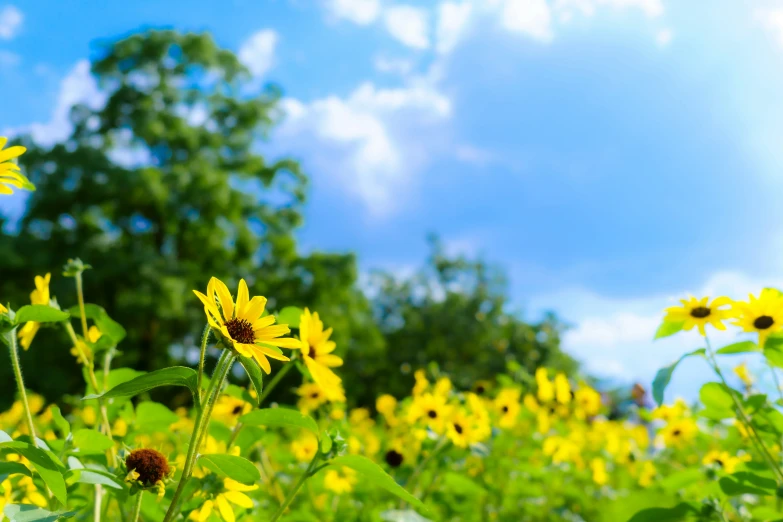 a field of yellow flowers and trees under a blue sky