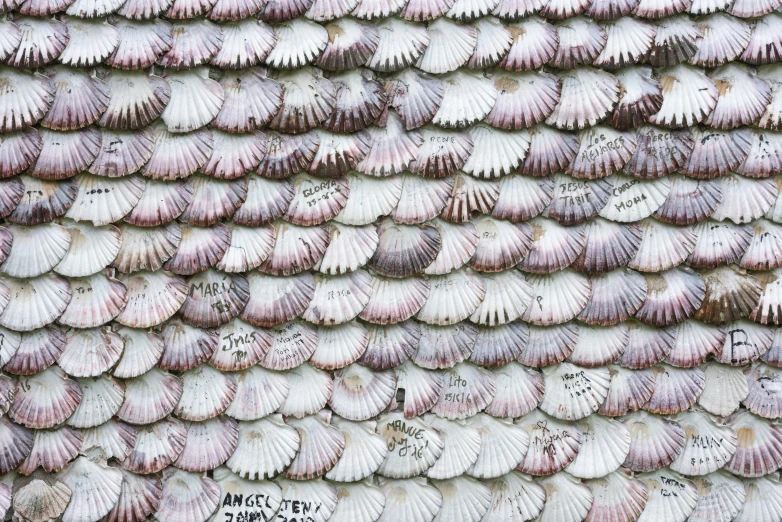 a wall with shellfish on it and some words on the wall