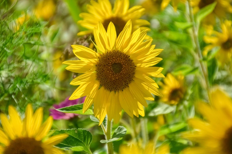 large yellow sunflower surrounded by green plants