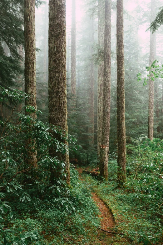 a dirt path runs between two tall trees