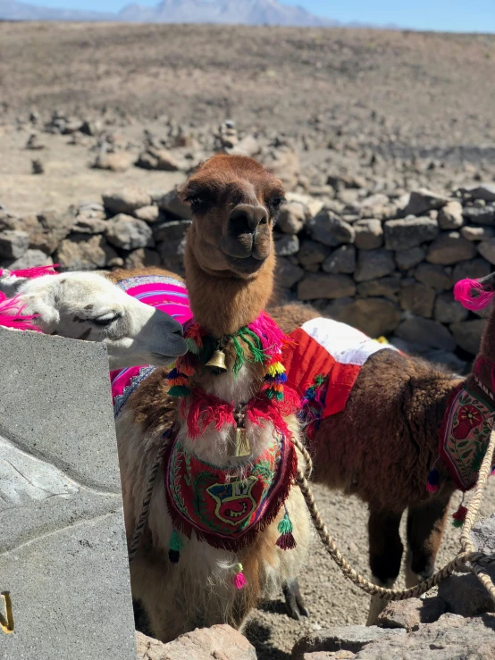 a small llama stands next to another alpacan in desert