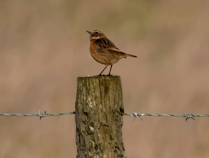 a little bird is standing on a post