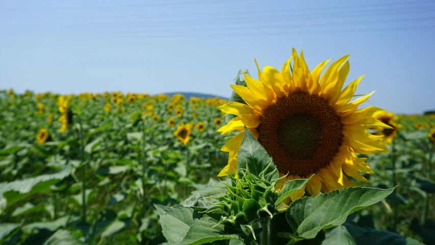 a sunflower that is standing in the middle of a large field