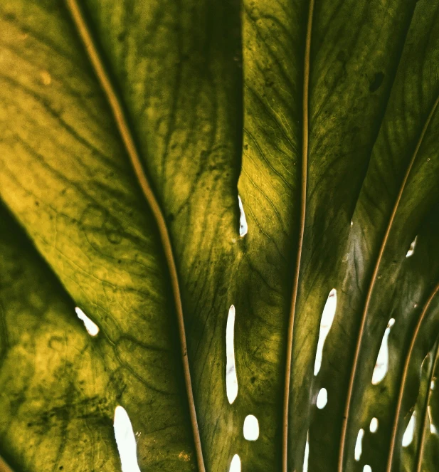 an image of a large leaf that is growing