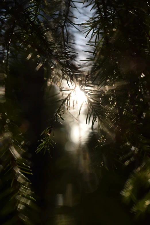 a close up of a tree and some sunlight