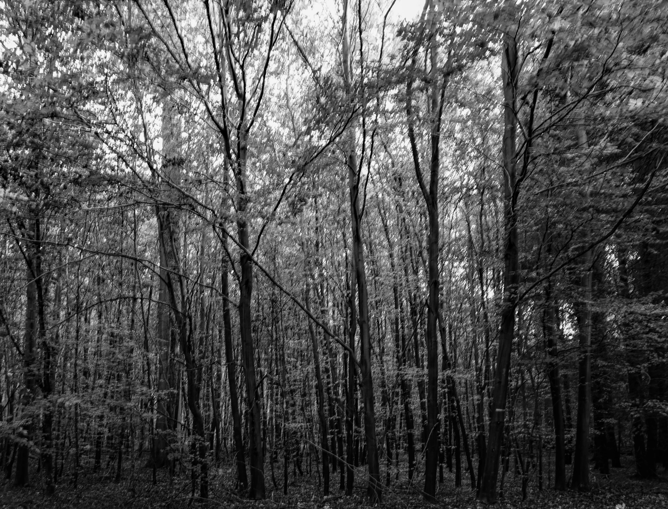 black and white pograph of trees in the woods