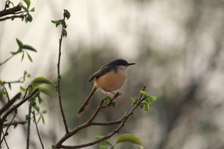 a small bird perched on top of a tree nch