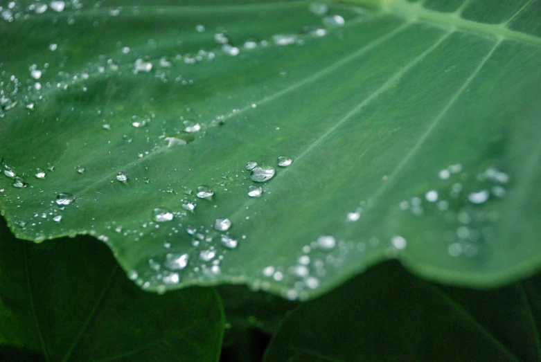 dew on a large leaf with drops of water