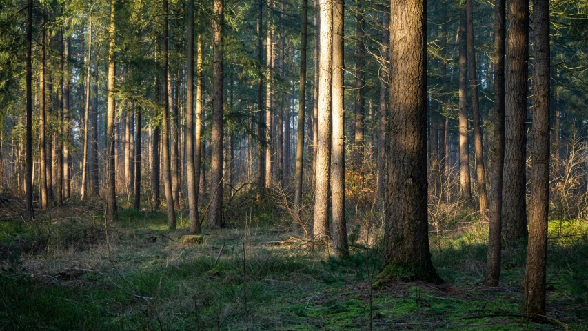 sunlight shines through tall trees in a wooded area