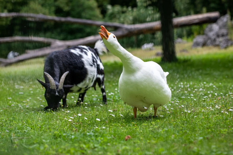 a couple of goats are near a white duck