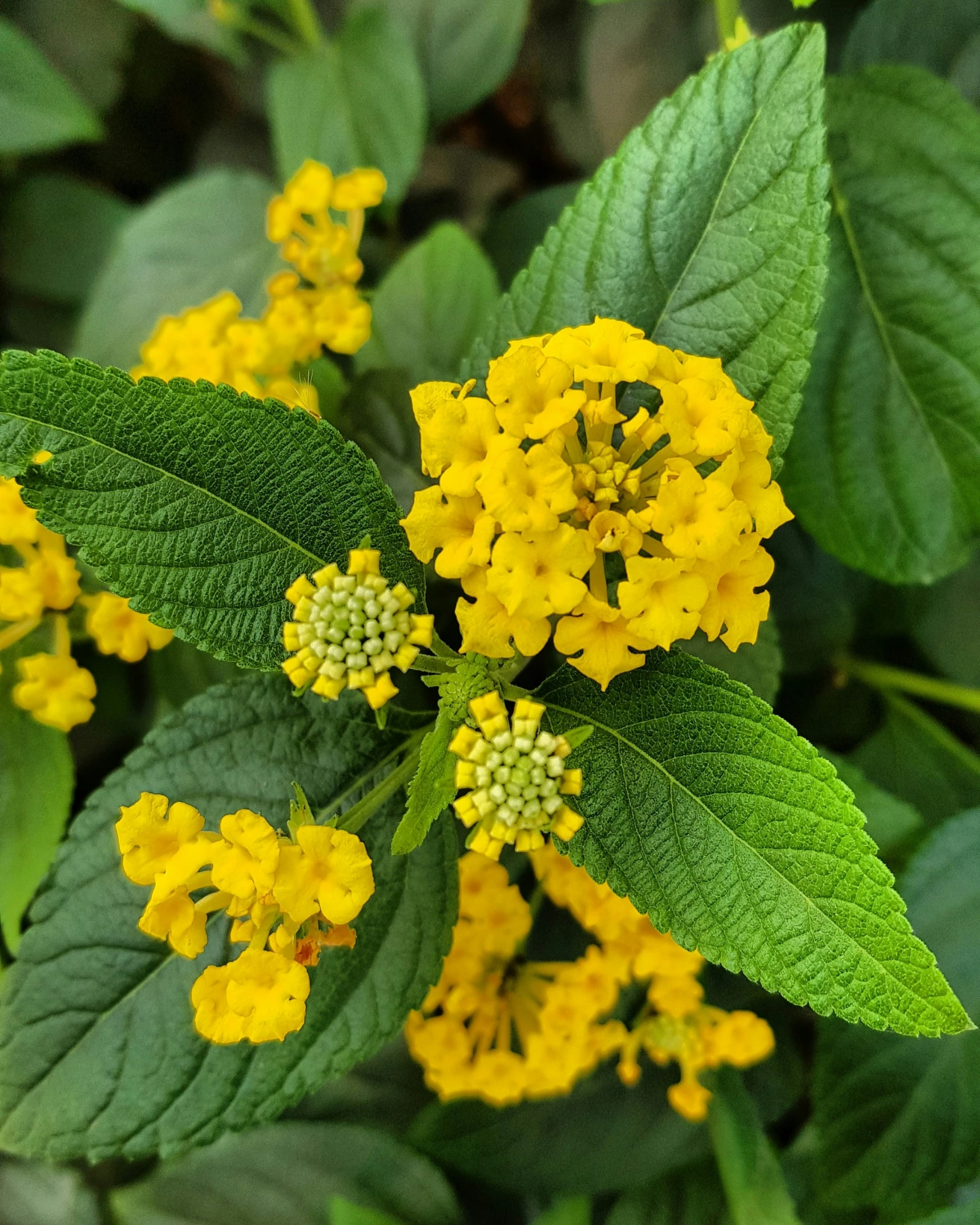 this is the beautiful yellow flowers growing in a garden