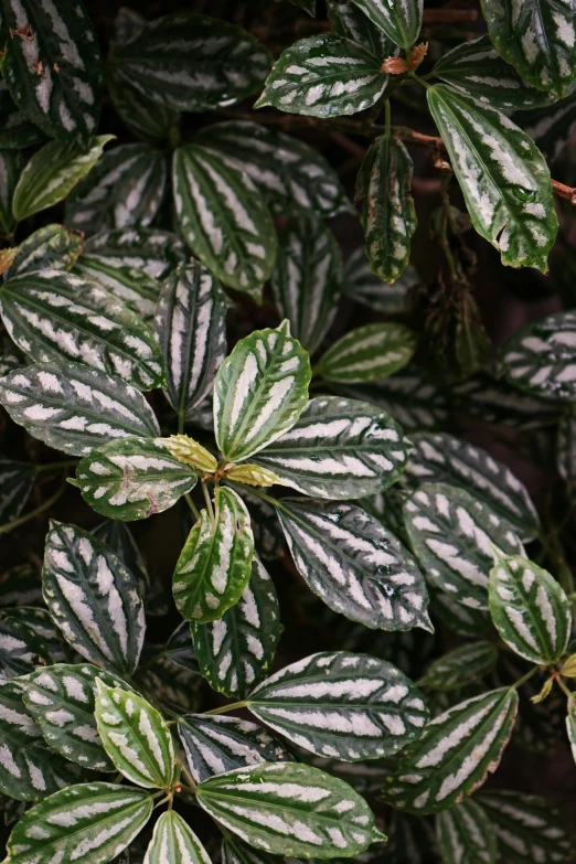 green and white plant with some very big leaves