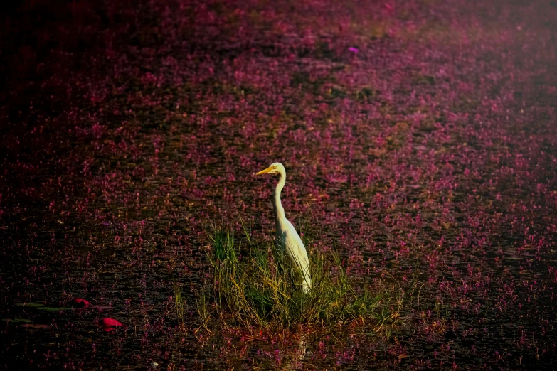 a white bird is in the grass