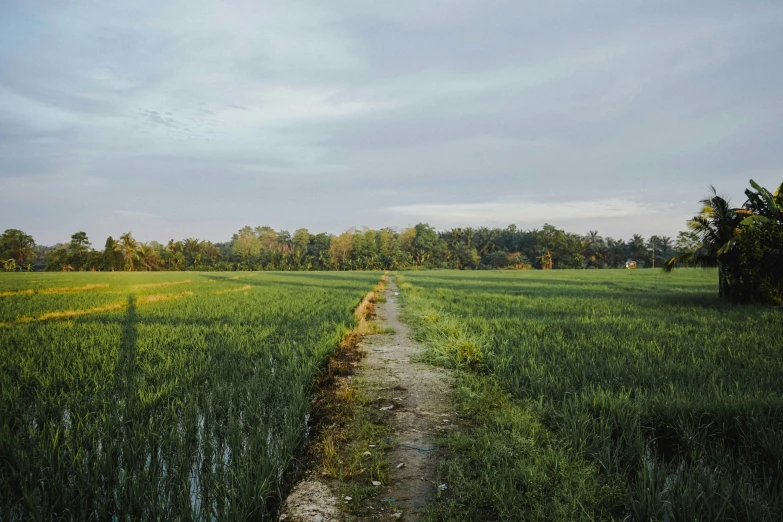 there is a path through the grassy field