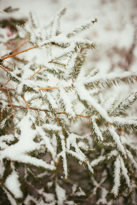 a tree covered in lots of snow and some trees