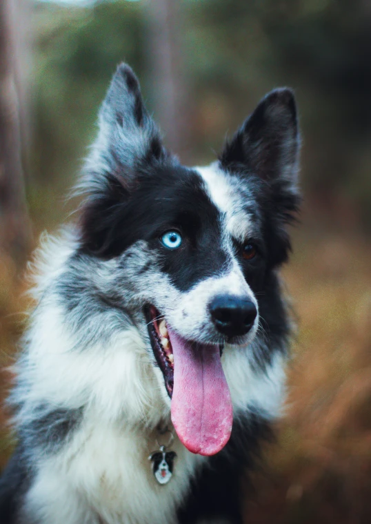 a black and white dog panting for the camera