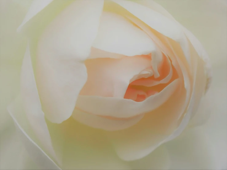 a close up image of an ornate flower