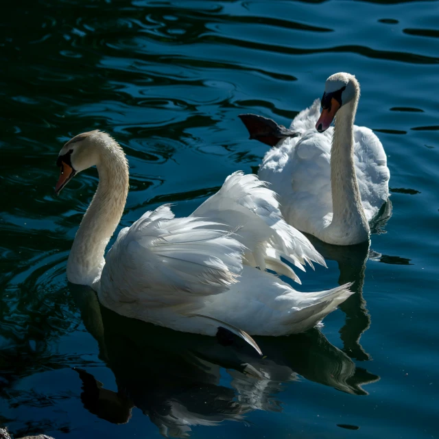 two swans swimming in the blue water next to each other