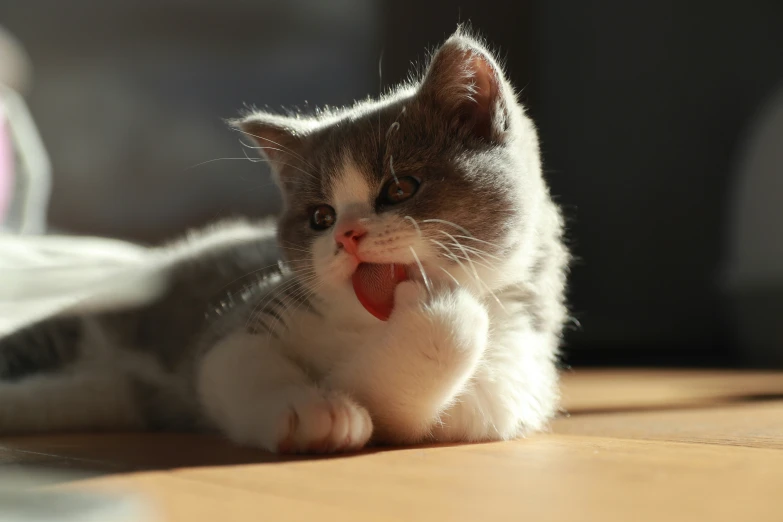 a kitten sticking its tongue out, sitting on the ground