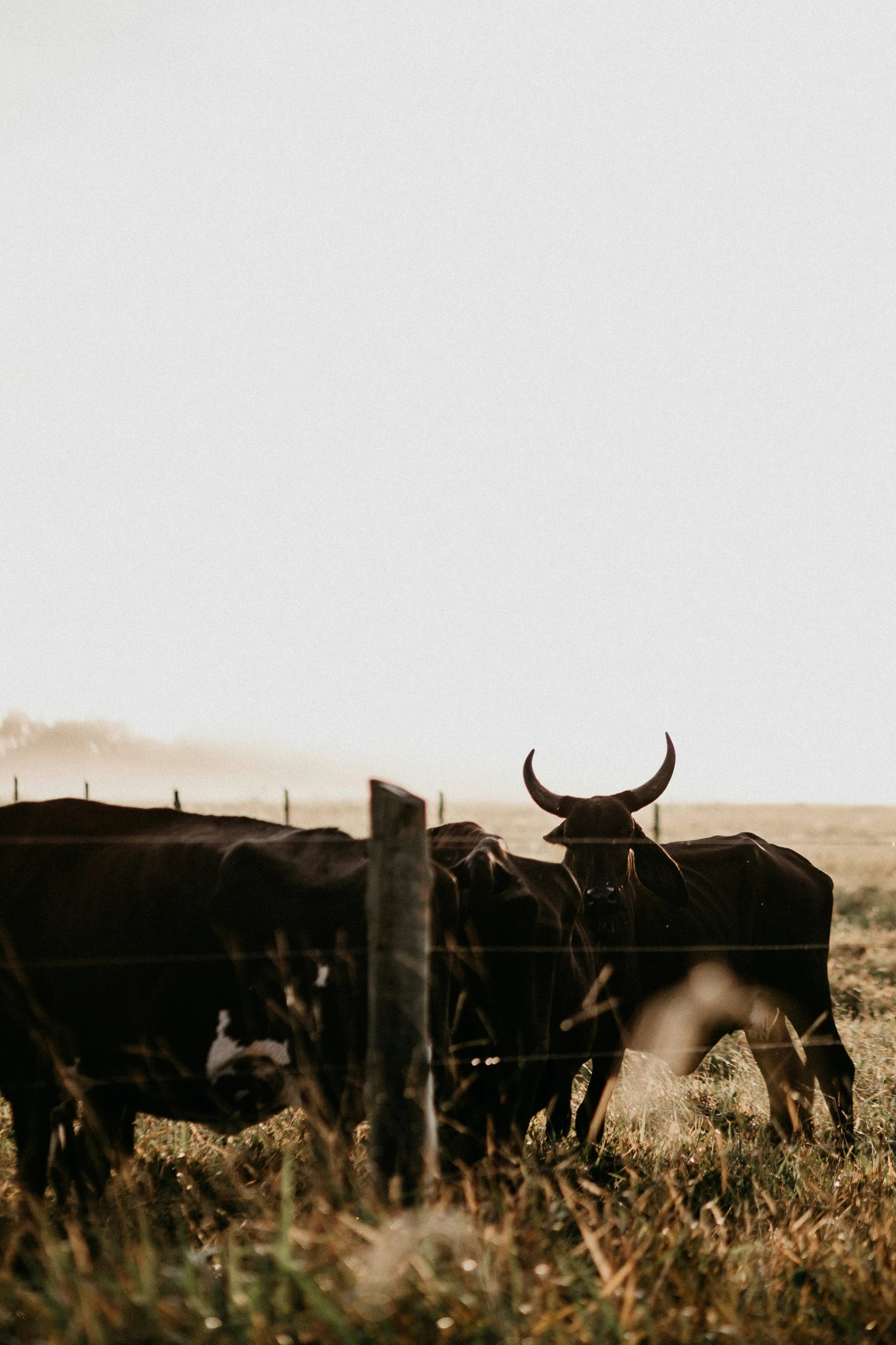 some very big longhorns standing by the fence