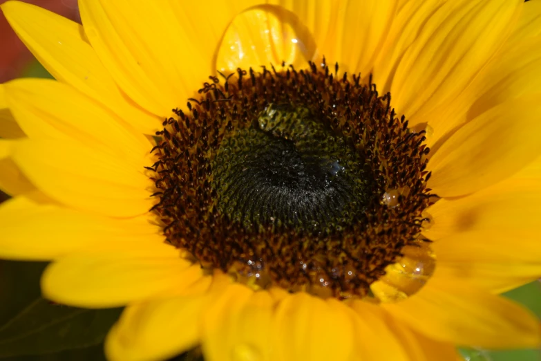 a large yellow flower with dew on it