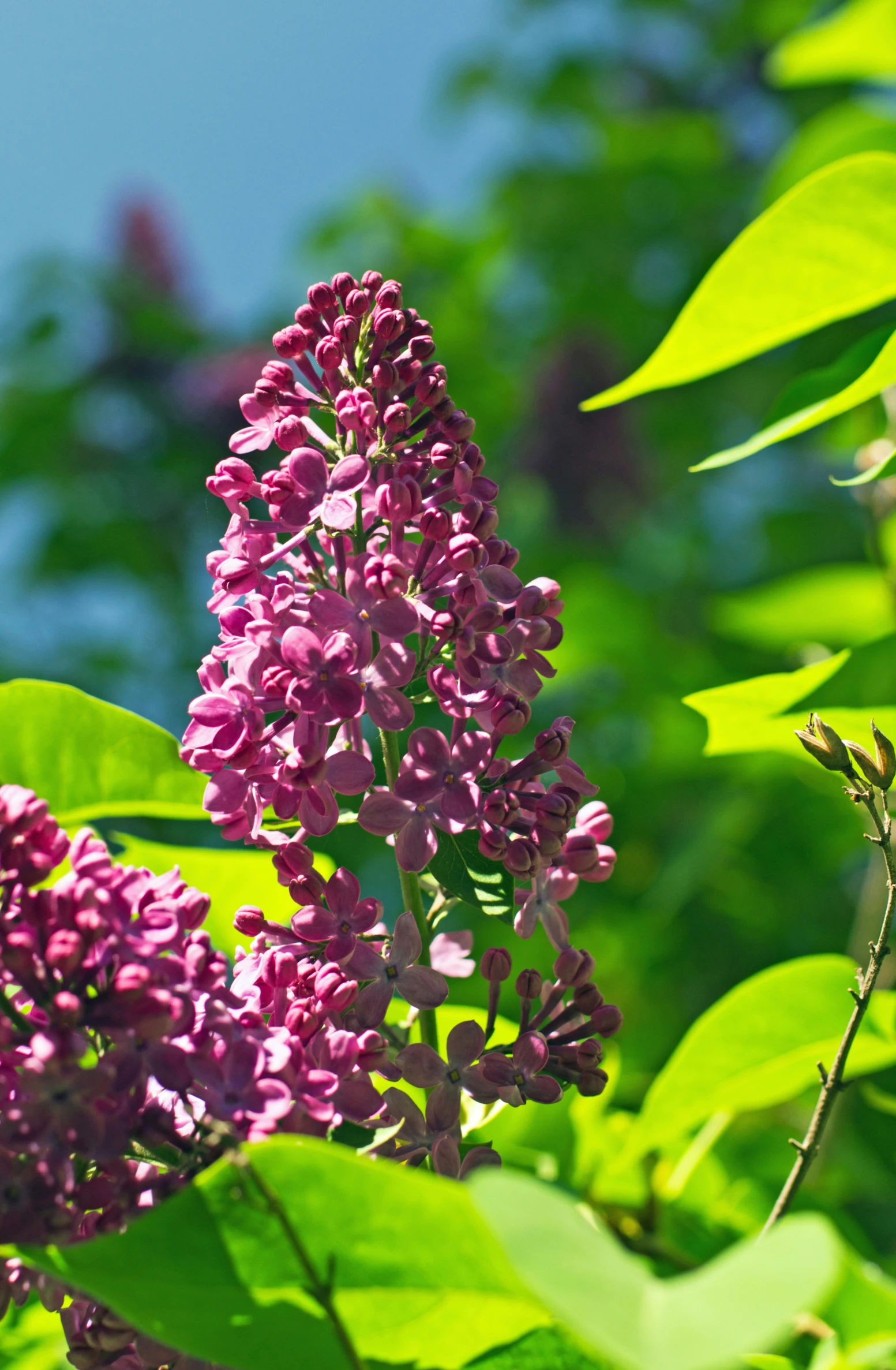 the purple lilacs are almost as beautiful as the green leaves